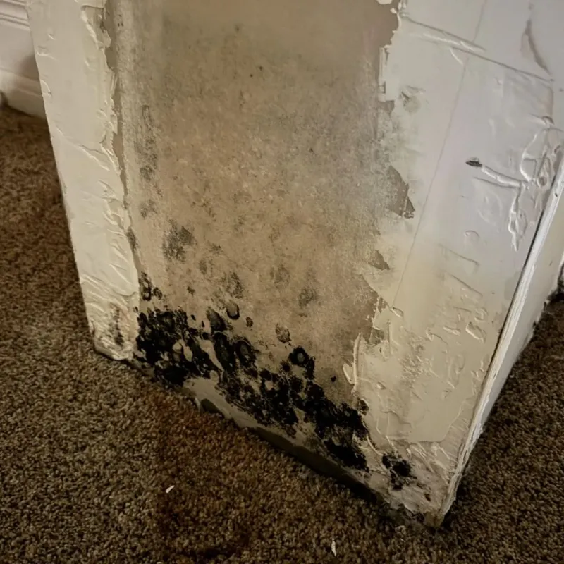 Professional Mold Removal in Pigeon Forge, TN